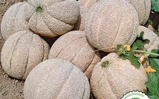 Super Star F1 / Супер Стар F1