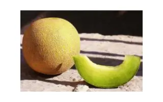 Tempo F1 / Темпо F1