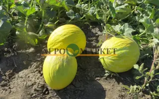 Forban / Форбан