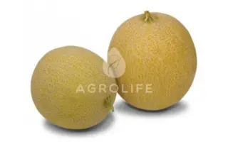 Сега F1 / Cега F1