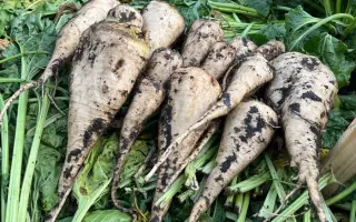 Alegra / Алегра