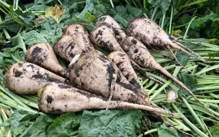 ARMESA / АРМЕСА