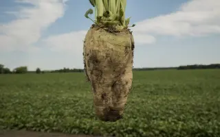 KARPATY / КАРПАТИ