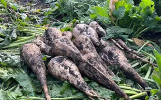 Limousine / Лімозіне