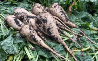 Malibu / Малібу