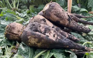 Monsun / Монсан