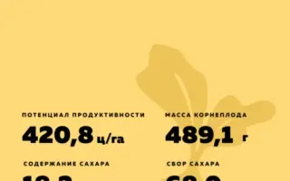 Noel / Ноель