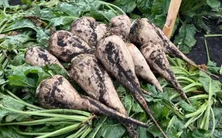 Protekta / Протекта