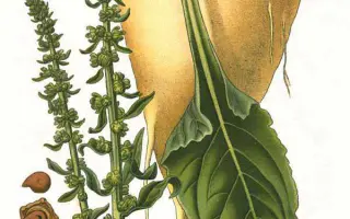 Rezimax / Резімакс