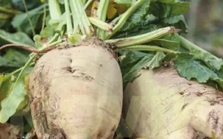 Ruteniia 12 / Рутенія 12