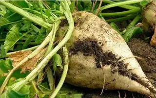 Ruteniia 13 / Рутенія 13