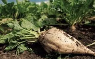 SANDPIPER SMART / САНДПАЙПЕР СМАРТ