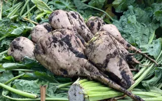 FRONTERA / ФРОНТЕРА