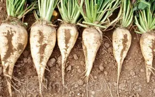 Білоцерківський ЧС 90