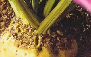 Helios / Геліос