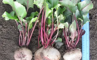 Дана (НС ХI-1) / Дана