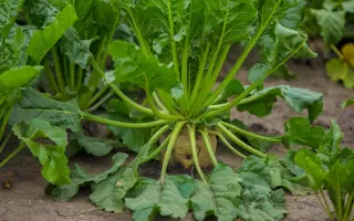 Двина / Двіна