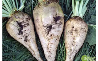 Impact / Імпакт