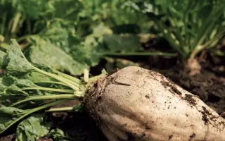 Classica / Класика