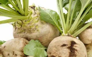 Melodia / Мелодия