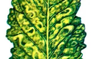 Mosaik / Мозаік