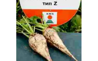 Ollessia KWS / Олеся КВС