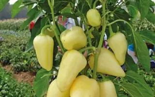 Prisma / Прізма