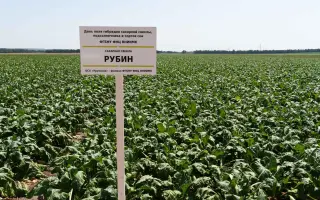 Рубін