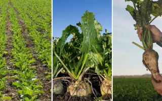 Уладівський ЧС 35