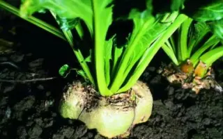 FD Kung Fu / ФД Кунг Фу