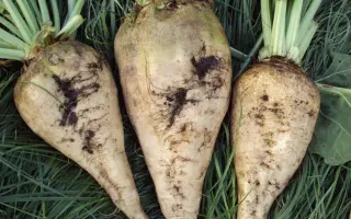 Fertila / Фертіла