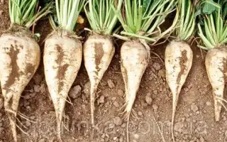 Hilena / Хілена