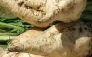 Cheyenne / Шейен