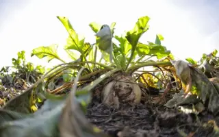 Jagusia / Ягуся