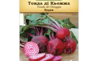 Chioggia / Кьоджа