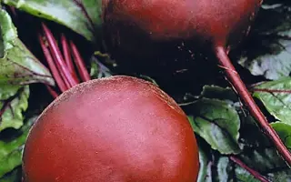 Бордо харківський