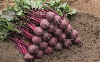 Bresko / Бреско