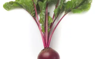 Zeppo RZ F1 / Зепо РЗ F1