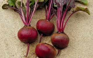 Camaro / Камаро