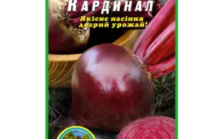 Kardynal / Кардинал