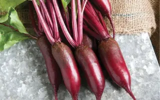 Carillon / Карілон