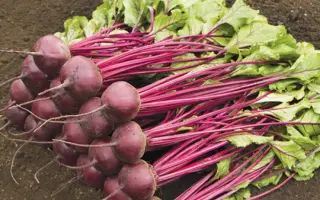 Manolo / Маноло