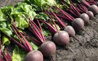 Pablo F1 / Пабло F1