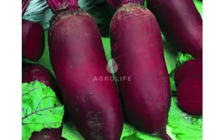 Renova / Ренова