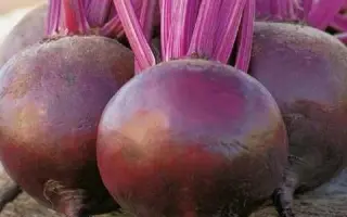 Scarlett / Скарлетт