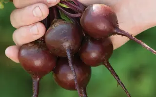 Babybeat / Бейбібіт