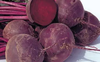 Warrior F1 / Ворріор F1