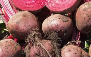 Lorette / Лоретт