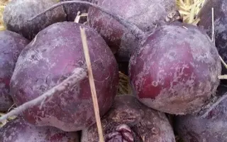 MONOPOLY MODELLA / МОНОПОЛІ МОДЕЛЛА