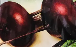 Носовская плоская / Носівський плоский